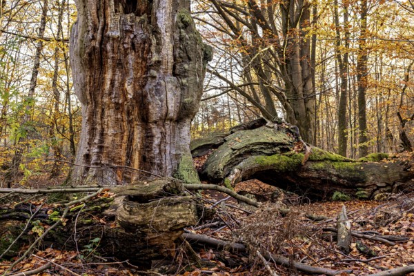 Large tree stump and fallen trees between colorful autumn leaves in the forest, The old oaks of the