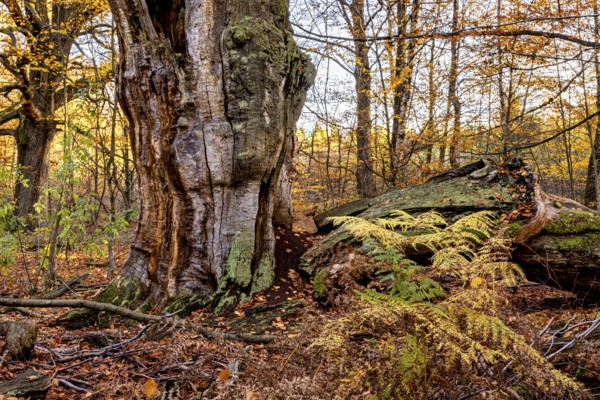 A massive old tree with ferns in autumn forest, surrounded by leaves, The old oaks of the