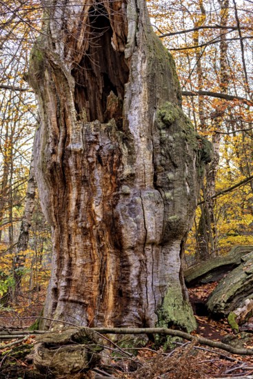 A hollow, old tree trunk with moss surrounded by colorful autumn leaves, The old oaks of the