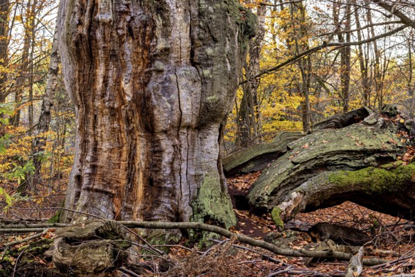 Massive old tree trunk with moss in an autumnal forest full of leaves, The old oaks of the