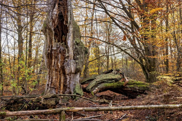 An impressive tree in autumn forest, next to a fallen trunk, The old oaks of the Reinhardswald