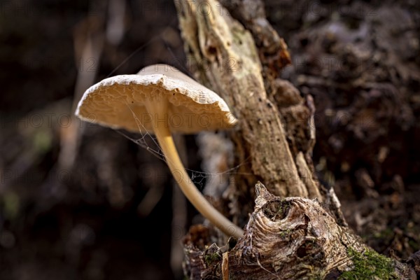 A single mushroom grows from a tree trunk in a dark forest, the mouse tail (Baeospora myosura) on a