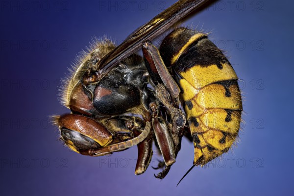 Macro shot of a wasp with clear details against a blue background, The Hornet or European Hornet