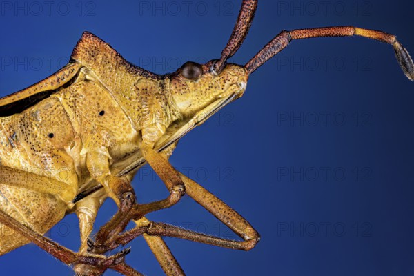Close-up of a brown insect against a blue background with long antennae, portrait of a border bug
