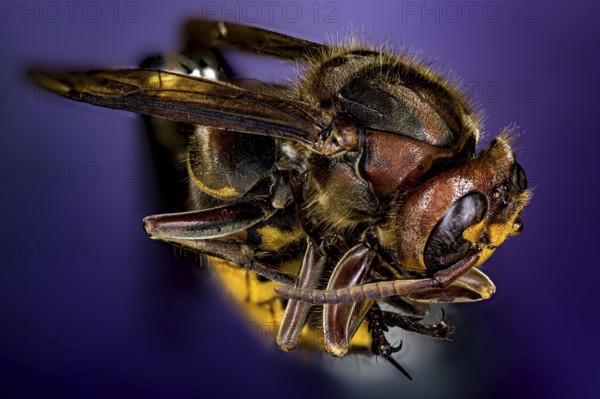 Detailed macro shot of a wasp on a purple background, The Hornet or European Hornet (Vespa crabro)
