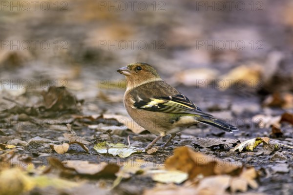 A small bird sits on the autumnal ground surrounded by colorful leaves, The chaffinch on the forest