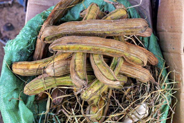 A bunch of dried beans in a green wrap on a natural background, The fruits of the ice cream bean