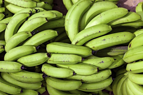 Close-up of green, fresh bananas in natural texture, green bananas at the Rurrenabaque market in