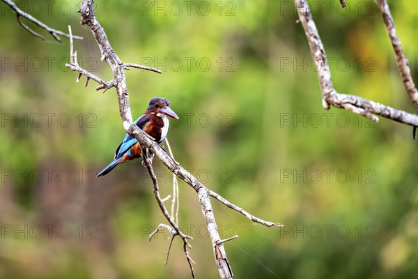 Kingfisher on a branch, harmonious interplay of bird and nature, in the middle of a green forest,