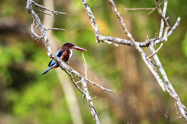 Kingfisher sits on a branch surrounded by green forest, warm sunlight gives the scene liveliness,