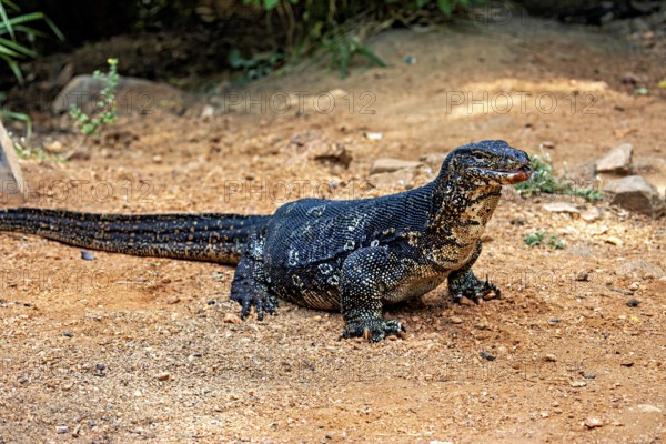 The monitor rests on dry soil, in a natural environment with stones and vegetation, The bandaid