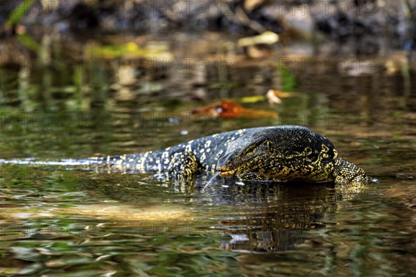A monitor crosses still water surrounded by grasses and reflecting sun rays, The banded monitor in