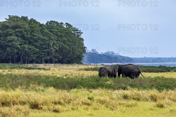 Two elephants graze in an open grassland against a wooded background under a blue sky, the Sri