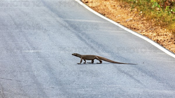 A monitor crosses a paved road in a natural environment in sunny weather, The tying monitor in the