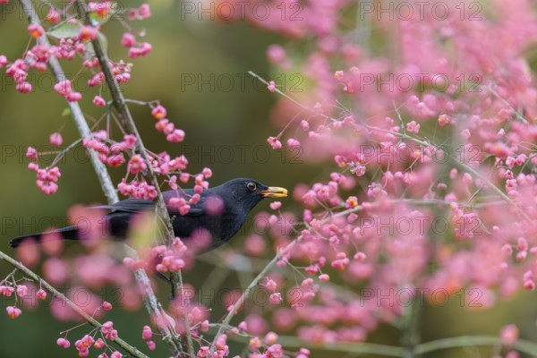 A common blackbird (Turdus merula) sits in a European spindle tree (Euonymus europaeus), and eats