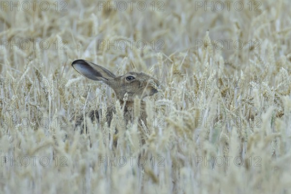 European brown hare (Lepus europaeus) adult animal eating a wheat plant sheath in a farmland field