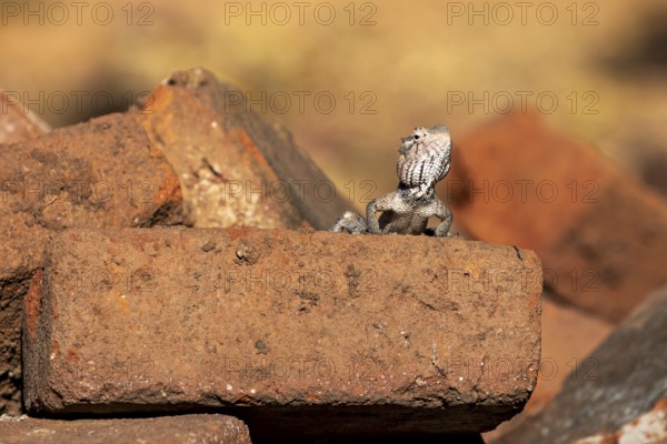 Lizard sits watchfully on a brick surrounded by warm hues. The bloodsucker lady sits on a wall near