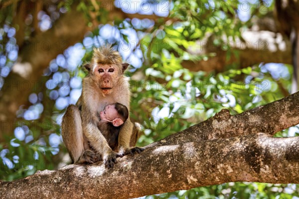 Two monkeys, an adult monkey and a young animal, sit relaxed on a branch in a green environment,