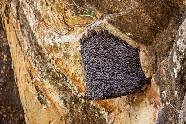 A beehive nestled in a rock, surrounded by natural, rough rock structure, The giant honeybee on a