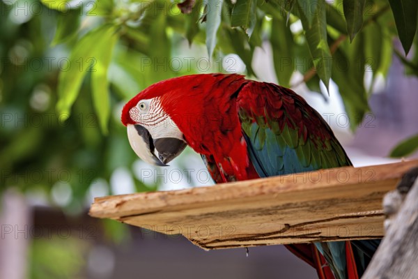 Close-up of a colorful parrot resting on a branch surrounded by green leaves, The red-green macaw