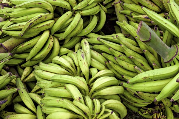 Green banana bundles in an arrangement, freshly harvested in natural surroundings, green bananas at