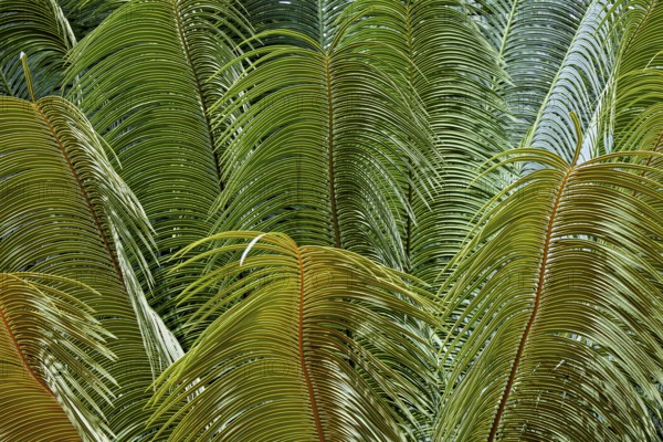 Dense arrangement of tropical leaves in various shades of green and textures, leaves of ferns in