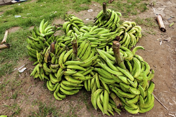 Several bundles of green bananas on grass and soil in natural surroundings, green bananas at the