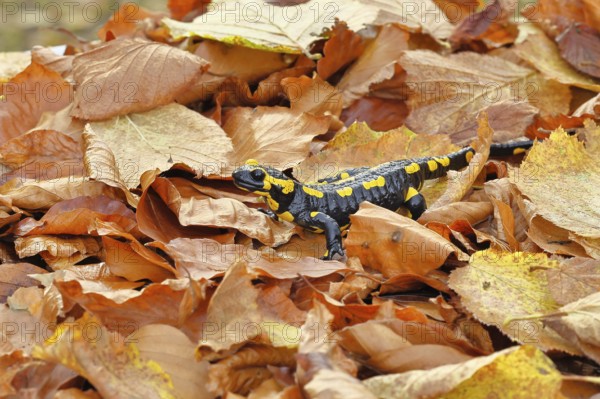 Fire salamander (Salamandra salamandra), in a beech forest on autumn leaves, autumn, Wilnsdorf,