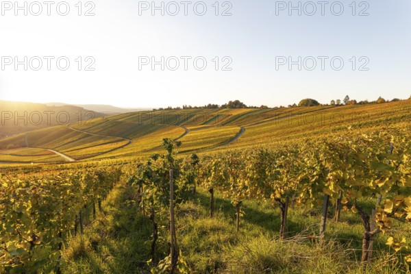 Golden evening sun shines over the colorful vines in the vineyards of Beutelsbach and Weinstadt
