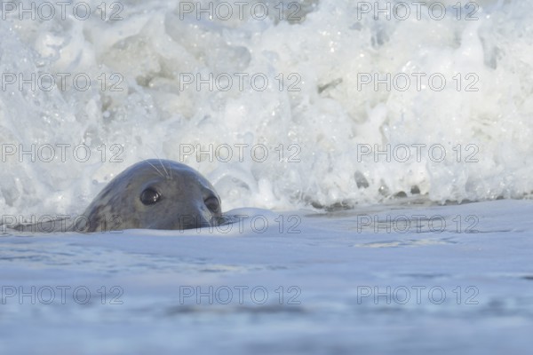 Grey seal (Halichoerus grypus) adult animal in the breaking waves of the sea, England, United