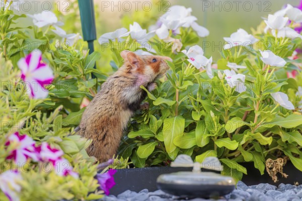 A European hamster (Cricetus cricetus) searches for food on a decorated grave and eats the petals