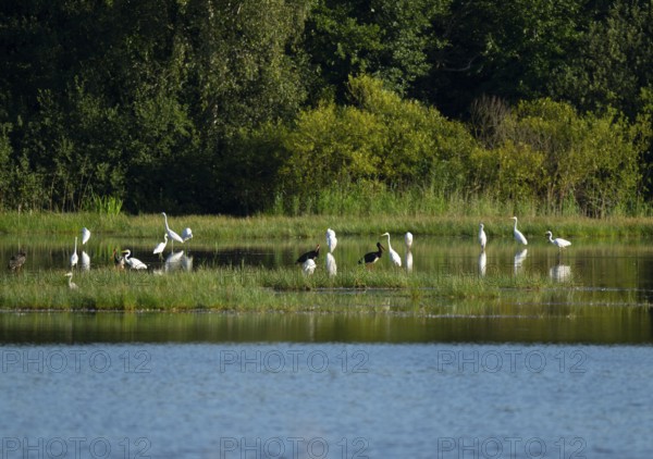 Black storks (Ciconia nigra) and great egret (Ardea alba) in the shallow water zone of a pond,