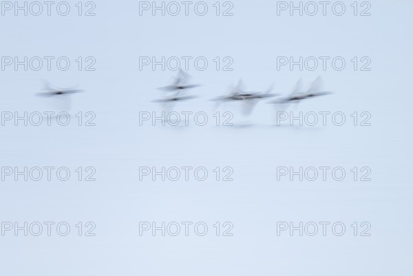 Heron duck (Aythya fuligula), heron flying over a lake, motion blur, long exposure, pull, mopping