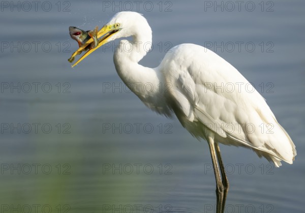 Great egret (Ardea alba) stands in the shallow water zone of a wetland with a fish in its beak,