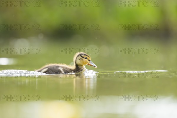 Wild duck (Anas platyrhynchos) chick swimming on a lake, Bavaria, Germany