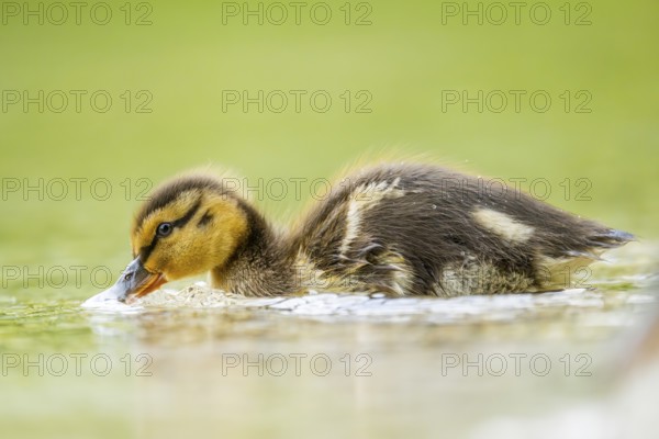 Wild duck (Anas platyrhynchos) chick swimming on a lake, Bavaria, Germany