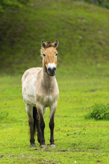 Przewalski's horse (Equus ferus przewalskii) standing on a meadow, Austria, Germany