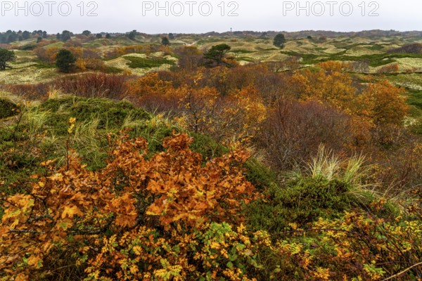Dune sheep of Ostplate, in the east of the East Frisian island of Spiekeroog, autumn, brown dunes,