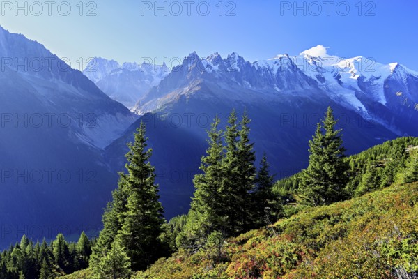 Mountain forest in an autumnal landscape with the snow-covered Mont Blanc massif in the background,