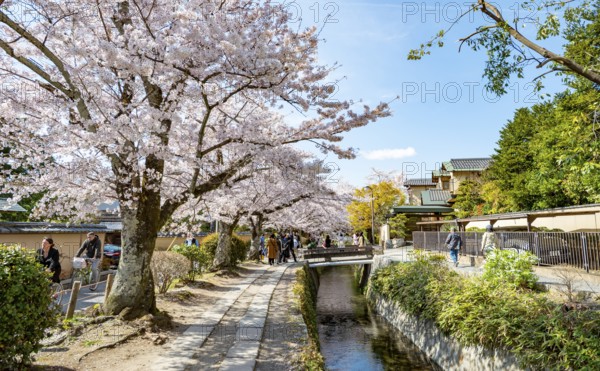 Footpath along a canal, cherry blossoms in spring, Philosopher's Path or Tetsugaku no michi, Kyoto,