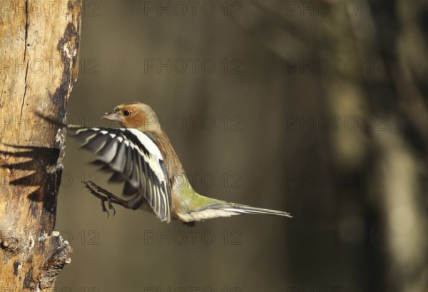 Chaffinch (Fringilla coelebs) male in flight, approach to forage wood, winter feeding, Allgäu,