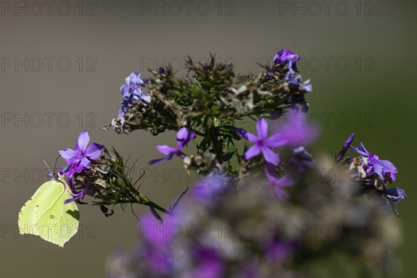 Lemon butterfly (Gonepteryx rhamni) sits on purple flowers of a flame flower or phlox, Finland