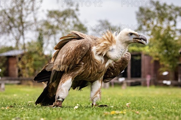 A vulture stands in a green field against a natural background with trees and aviary, The Griffon