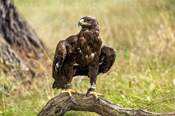 Eagle standing on a branch surrounded by a meadow and trees in the background, The Steppe Eagle