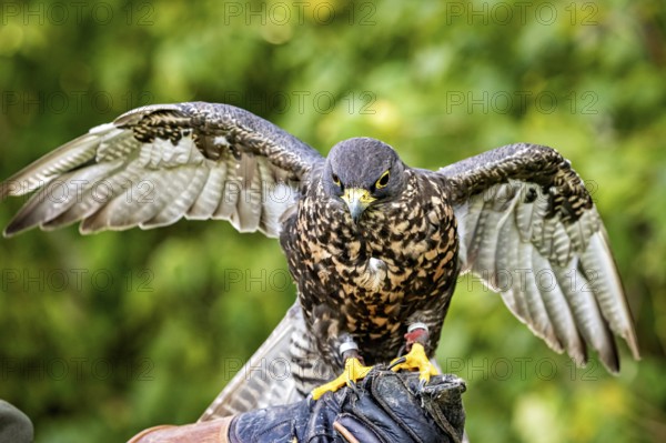 A falcon sits on a glove with its wings spread out, surrounded by green nature, The saker falcon on