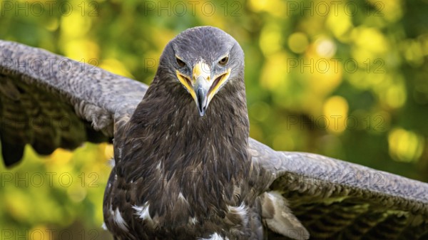 Eagle with spread wings against a background of green autumn leaves, The Steppe Eagle (Aquila