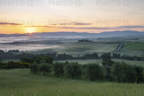 Poggio Covili estate with cypress alley (Cupressus) at sunrise, near San Quirico d'Orcia, Val