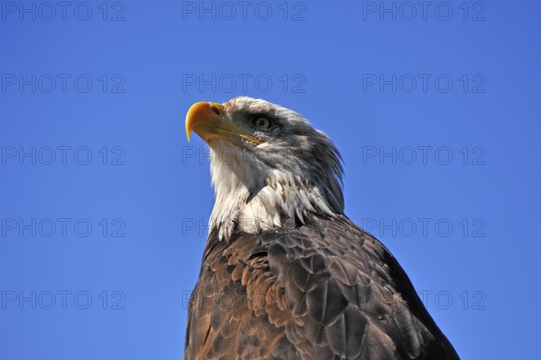Bald eagle (Haliaeetus leucocephalus) against blue sky, public air show, Cologne, North