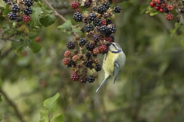 Blue tit (Cyanistes caeruleus) adult bird in a hedgerow feeding on blackberries in summer, England,
