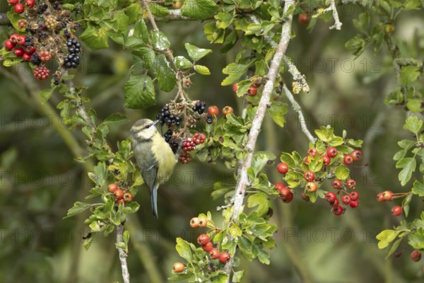 Blue tit (Cyanistes caeruleus) adult bird in a hedgerow on blackberries in summer, England, United